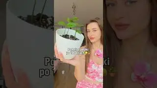 Pomelo z pestki po 100 dniach!🍋