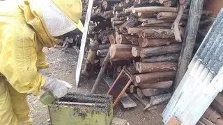 ⚫ fui chamado para resgatar este ENXAME , veja que lugar que ela estava