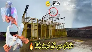 Tofan Or Barish Me Indian Surkha Kabutar Pakar Liya 😍 انڈین سرہا کبوتر پکڑا 🔥