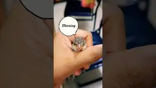 Raising A Rescued Baby Sparrow 💕 | Good Morning | #shorts