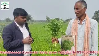 Kalash seeds coriander Early grow s #Banswara Market 