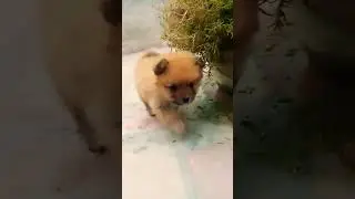 cutest baby dog #culture pop #score ##punjabi #automobile #music #punjabi #punjabisong #trending