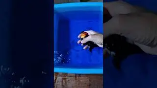 Как поместить рыбку на карантин 🐡☢️ #рыбки #аквариум #золотая рыбка #вирусная