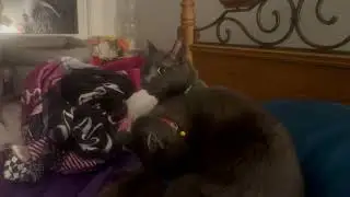 From Wrestle to Snuggle Grey Cats in Full Cuddle Mode #petcontent #cutepets #adorablepets #cutecats