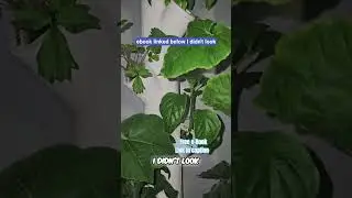 Garden Review: Honest Truth About Growing Food at Home #shorts