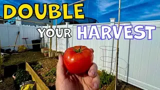 Tomato Trellis that can DOUBLE Your Harvest! (DIY)