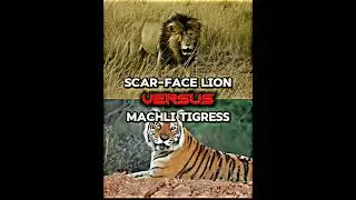 Scar face lion VS Machli tigress #shorts #lion #tigress