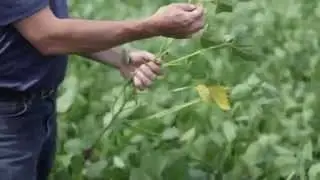 Follow A Field - Greg Hannam - Crop Canopy