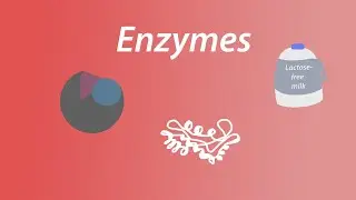 Breaking Down Enzyme Function