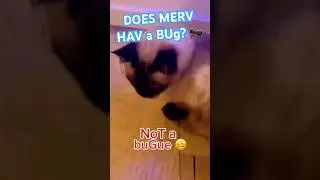 TALKING CAT's REACTiON TO A BUG (BuGue) #bagagwa #catsofyoutube #nfl #gamesay #shorts #shortsfeed