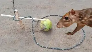 Armadilha de laço com isca de manga para pegar paca tatu Cotia preá e porcos-sobrevivência na selva.