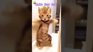 Billi Na Dance kia in public 🤣😂😂// Aayush #comedyvideo #viral  #funny #shorts
