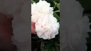 пион Мамин Любимый (Mother's Choice)