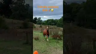 With this carrot I shall summon you 🥕🥕 #shorts #cutehorse