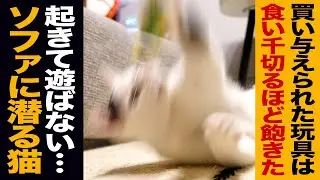 数百の玩具を食い壊す/御年4歳の保護猫/ソファに潜り込む禁忌を犯す