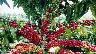 Un dia en los Cafetales de Yoro Honduras