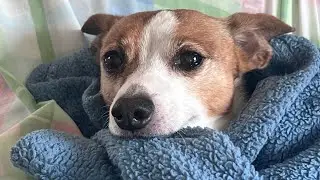 These Adorable Dogs Playing Will Brighten Your Day!
