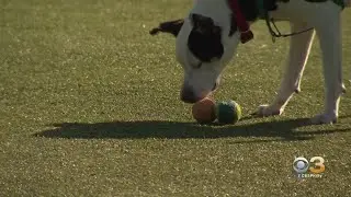 CBS3 Pet Project: How To Know If Your Dog Is Playing Or Fighting