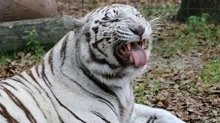 New White Tiger At Big Cat Rescue