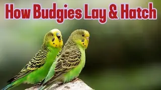 Budgie Breeding Explained in 60 Seconds! From Mating to Baby Birds. #parrots