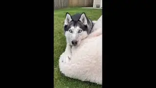 &ldquo;When Huskies Team Up: Chaos Multiplies 😏🐶&rdquo; ⭐⭐⭐⭐⭐