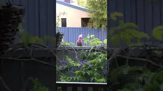 Galah&rsquo;s and lorikeets
