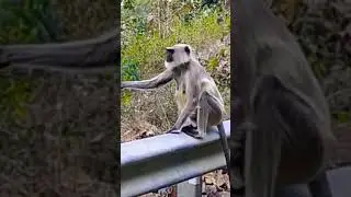 Facial expression of the Monkey ! #shorts