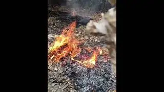 Wood Burn🔥 #amazon #forest #burn #fire #music #song #nature #viral #hindisong #love #shorts #short