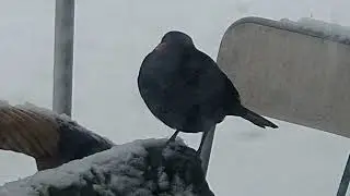 ГОСТЬ  ИЛИ  ХОЗЯИН?......,