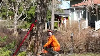 Pihapuun kaato maassa, omenapuun kaataminen