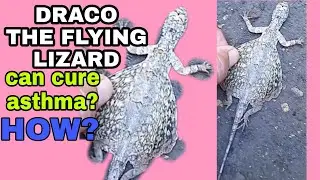 DRACO THE FLYING LIZARD / HOW IT CURES ASTHMA?