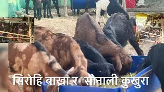 सिरोहि बाख्रा र सोनाली कुखुरा एकै ठाउमा पालन