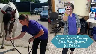 Equine Clicker Training Basic Treat Manners for Vet Care