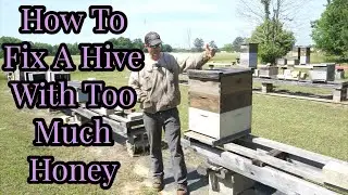 How To Fix A Hive With Too Much Honey