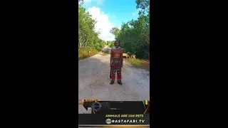 Rastaman say we dont eat animals.  Dem a JAH pet! #rastafari #animallover #shorts