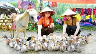 Together with My Sister Phương Free Bushcraft Harvest Many Ducks Go To Market Sell - Daily Life