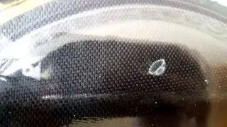 Freshwater jellyfish from Kodaikanal lake discovered by Ishaan