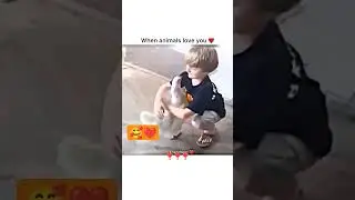 Animal Lovers 😍❤️ #trending #reels #ytshorts #viral #animal lovers #Animals #live #shorts #reel