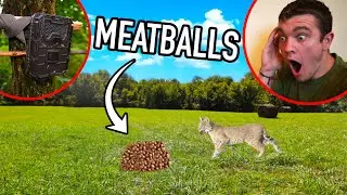 What Will Eat 10 POUNDS of MEATBALLS in the Wilderness???