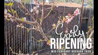 Tour of SoCal Zone 10 Early Ripening Varieties as of mid-February