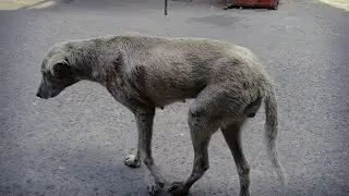 HOW TO HELP  DOG - FEEDING DOGS IN THE STREETS