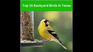 Top 15 Backyard Birds in Texas