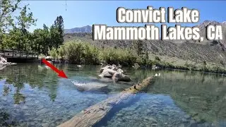 Fishing Convict Lake and Creek Mammoth Lakes, CA