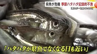 「ハタハタが秋田の県魚でなくなる日も近い」　季節ハタハタ記録的不漁で漁業関係者に強い危機感 (25/01/23 20:00)