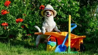 Pet Peeves: Creating a pet-friendly garden