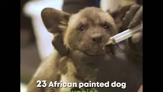 African Painted Dogs Puppies at Their Vet Exam