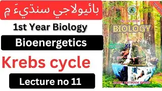First year Biology in Sindhi||Oxidation Of Pyruvate||Krebs Cycle||Bioenergetics||#biologyinsindhi