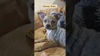 How they grow, Changes🥲💖🥰 #changes #doglover #pets #dog