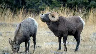 Bighorn Rams Sensing Chemistry Changes in Ewes During the Rut