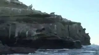 Sea Lions La Jolla